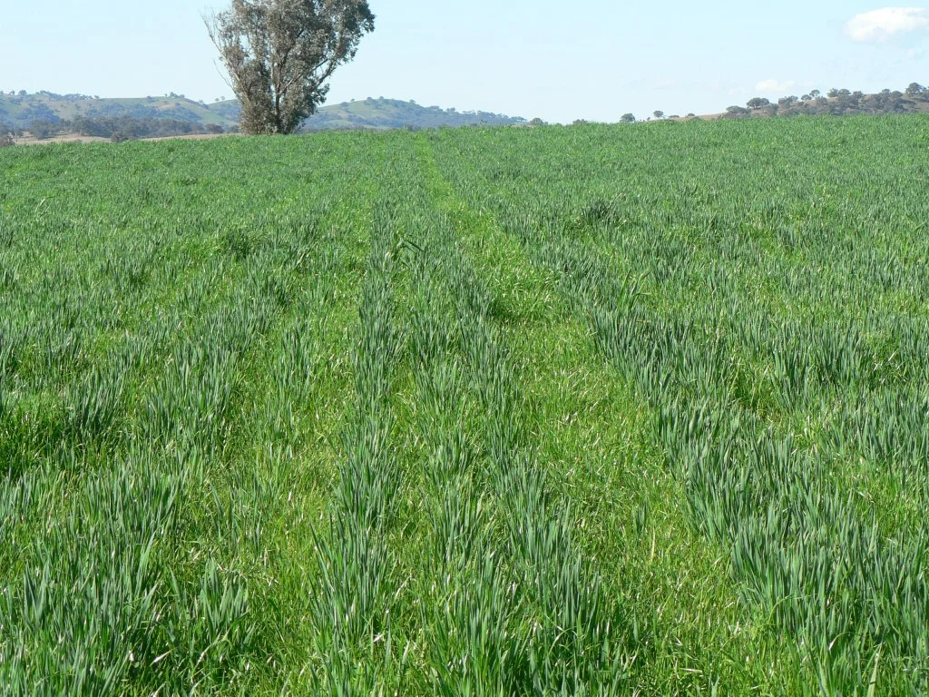 Integrated Weed Management - What Needs to be Done?