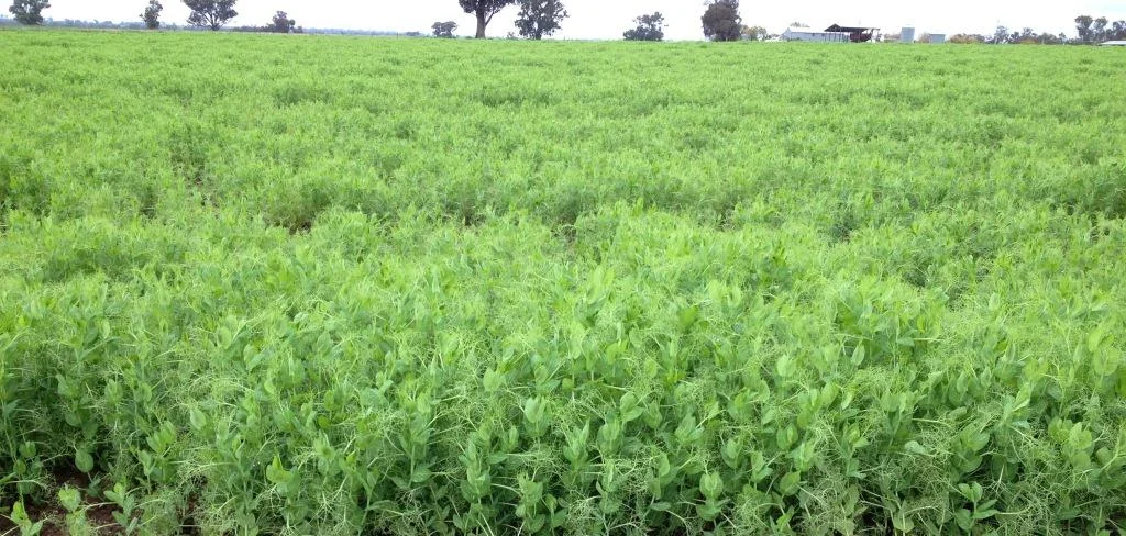 Ascochyta Blackspot Management in Brown Manure Field Peas