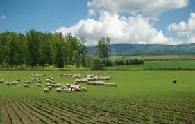 Getting Paddock Rotations Right