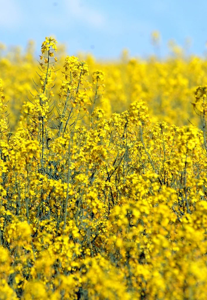 New Wheat and Canola Varieties for 2014