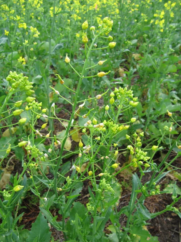 Canola Damage from Clethodim