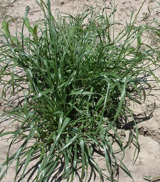 Factor Plus Status Mixes to Control Annual Ryegrass