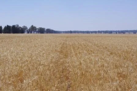 Improving Nitrogen Management Using Yield Prophet Plus PAWC Mapping