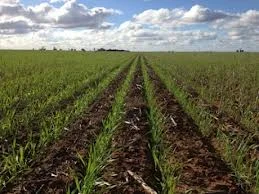 Herbicide Resistance in Australia