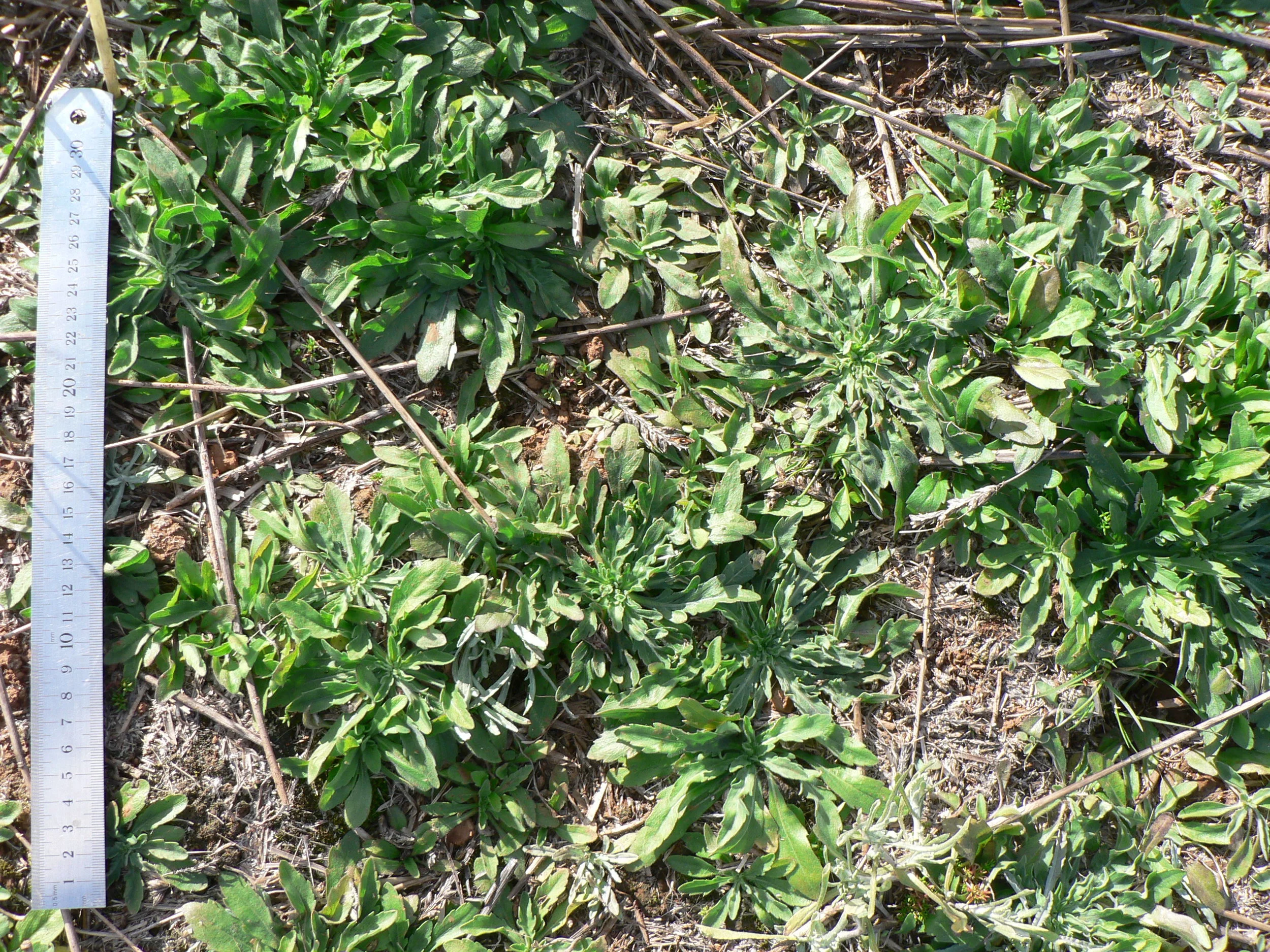 Fleabane Control Demonstration Lockhart NSW (November 2011)