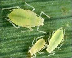 Insect Pests
