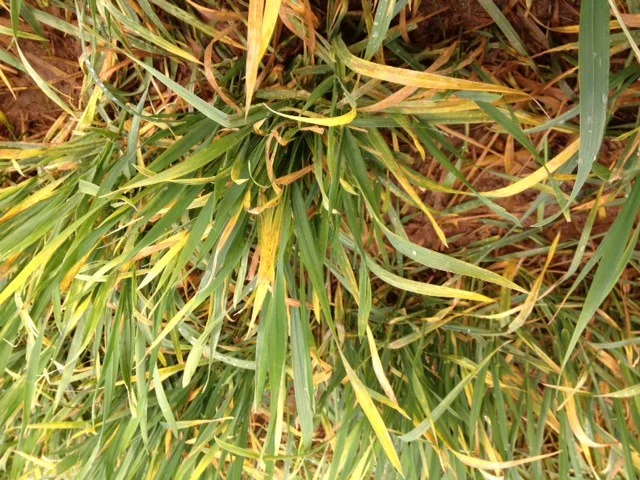 Barley Yellow Dwarf Virus in Cereal Crops