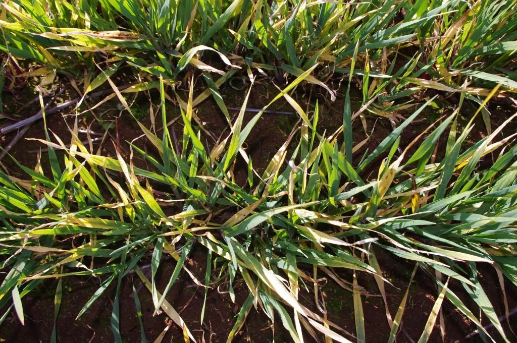 Barley Yellow Dwarf Virus