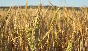 Possible Crop Varieties (2015)