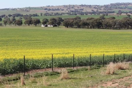 Fenceline Weed Control