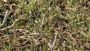 Tank Mixing Glyphosate &amp; Trifluralin