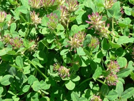 Are Hard Seeded Annual Legumes a Better Pasture Option than Lucerne?