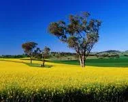 New Crop Varieties for 2016