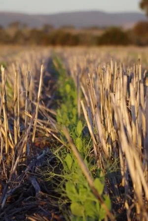 Nitrogen Contribution from Pulse Crops