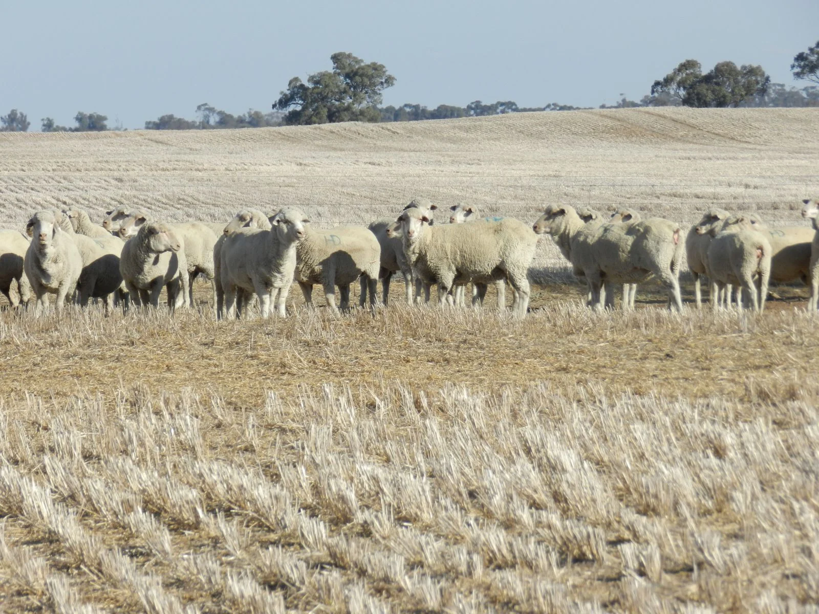 Graze Summer Weeds - Once They're Dead