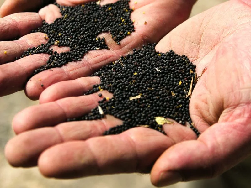 Canola Seed - Size Matters