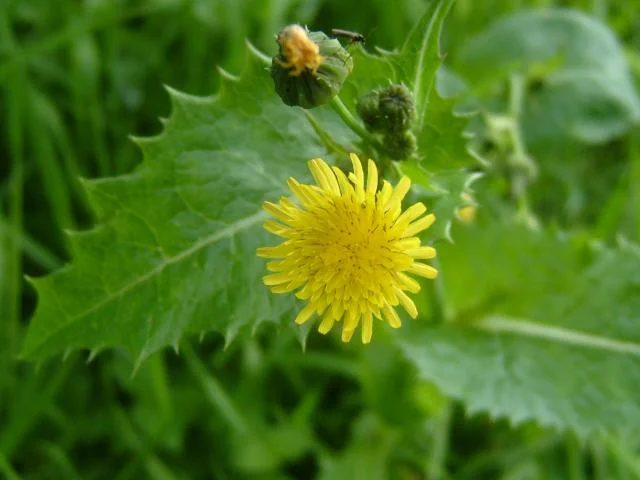 Sow Thistle Management in Southern New South Wales
