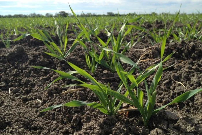 The Declining Role of Group B Herbicides in Southern NSW Cropping Systems