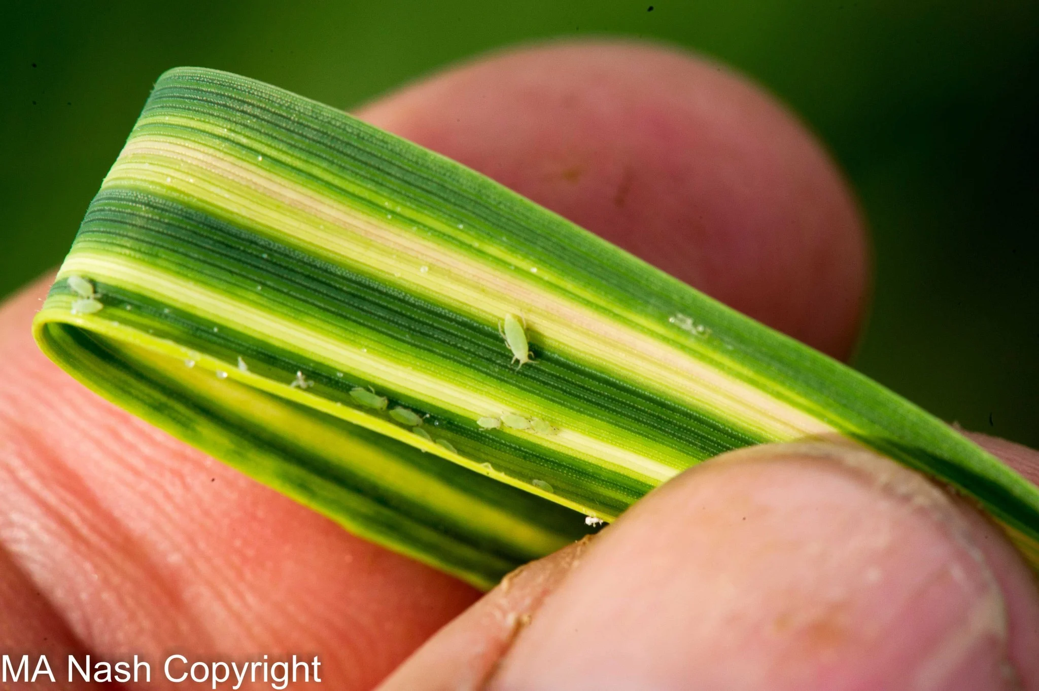 Russian Wheat Aphid