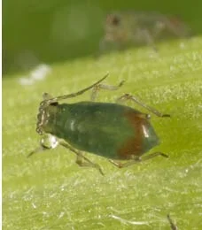 Cereal Aphids