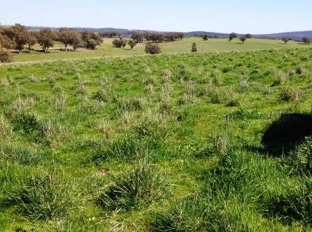 Successfully Establishing Phalaris