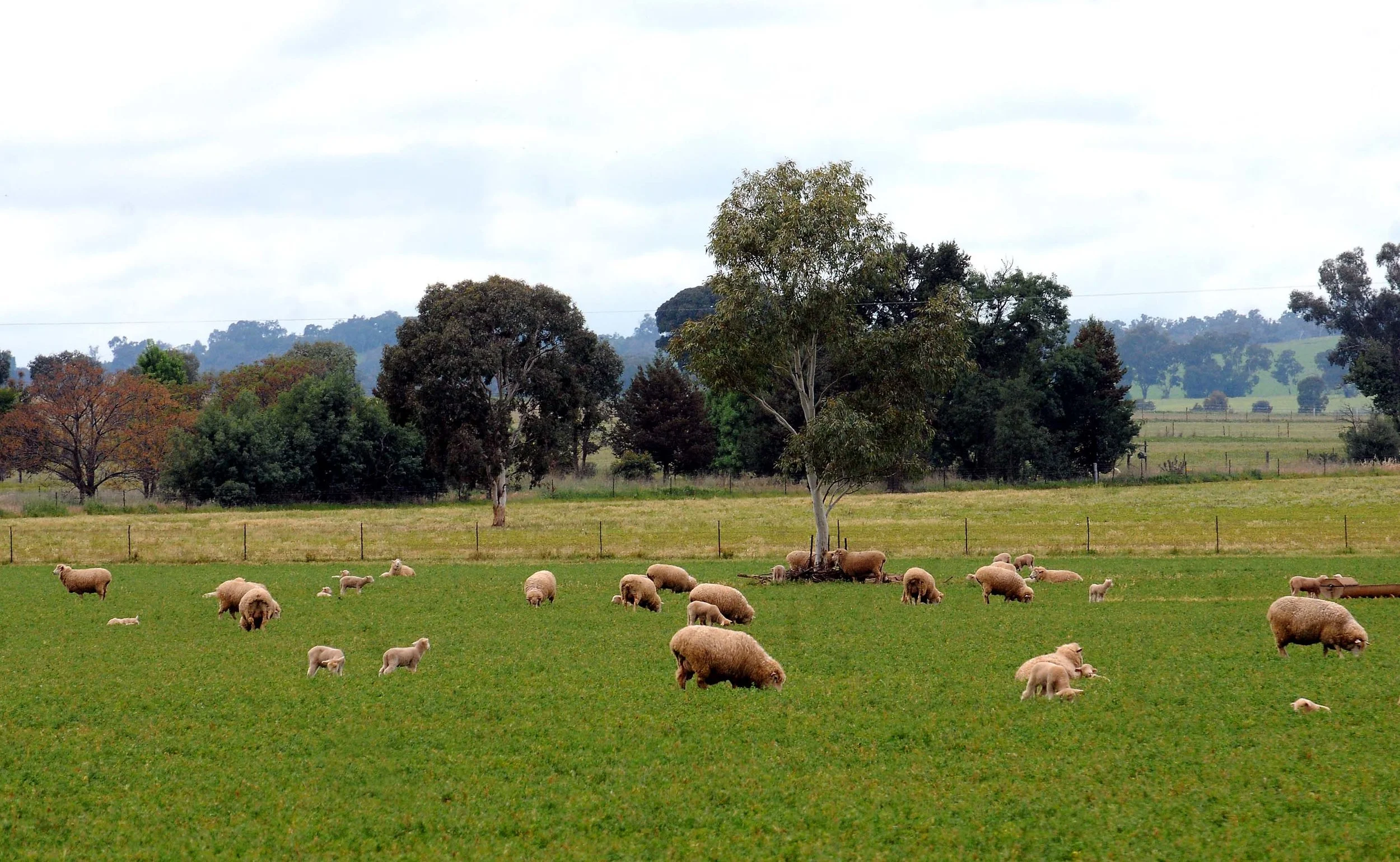 Applying Phosphorus to Pastures (2011)