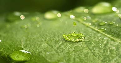 Choosing Spray Adjuvants