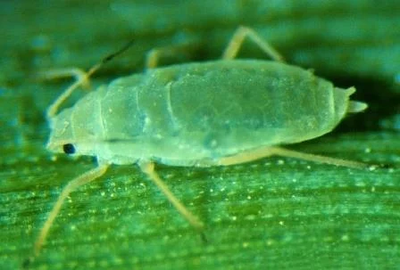 Russian Wheat Aphid - Update