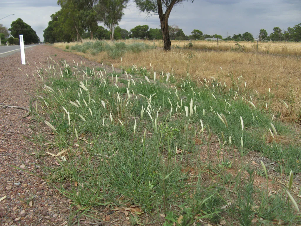Feathertop Rhodes Grass (FTR)