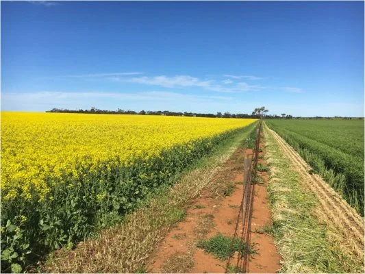Crop Margins (Firebreaks)
