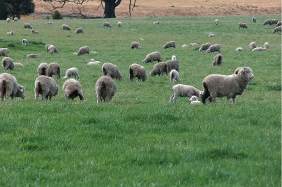 Fallowing and Spraytopping Pastures (September 2018)