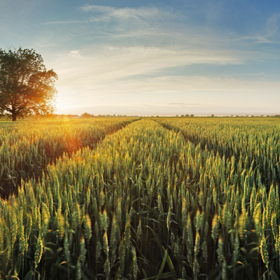 New Crop Varieties for 2019
