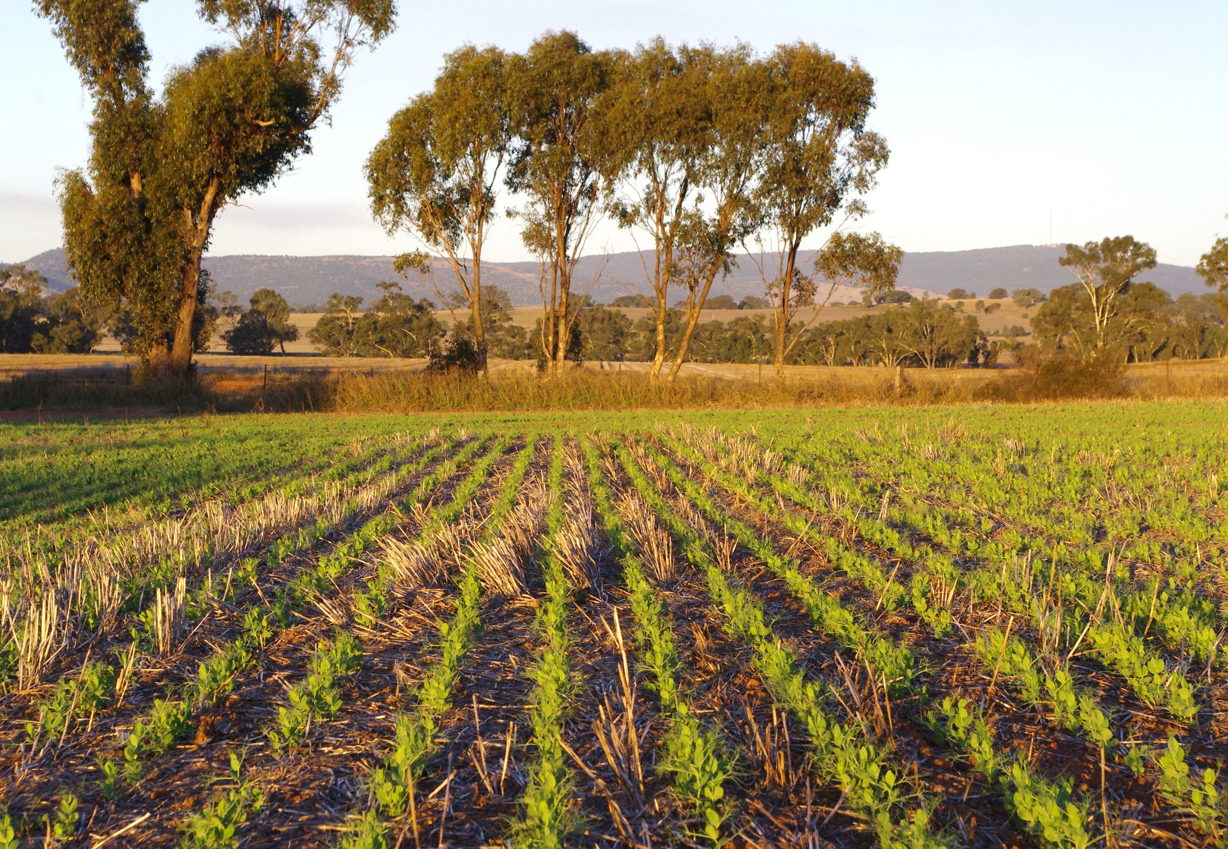 field peas.jpg