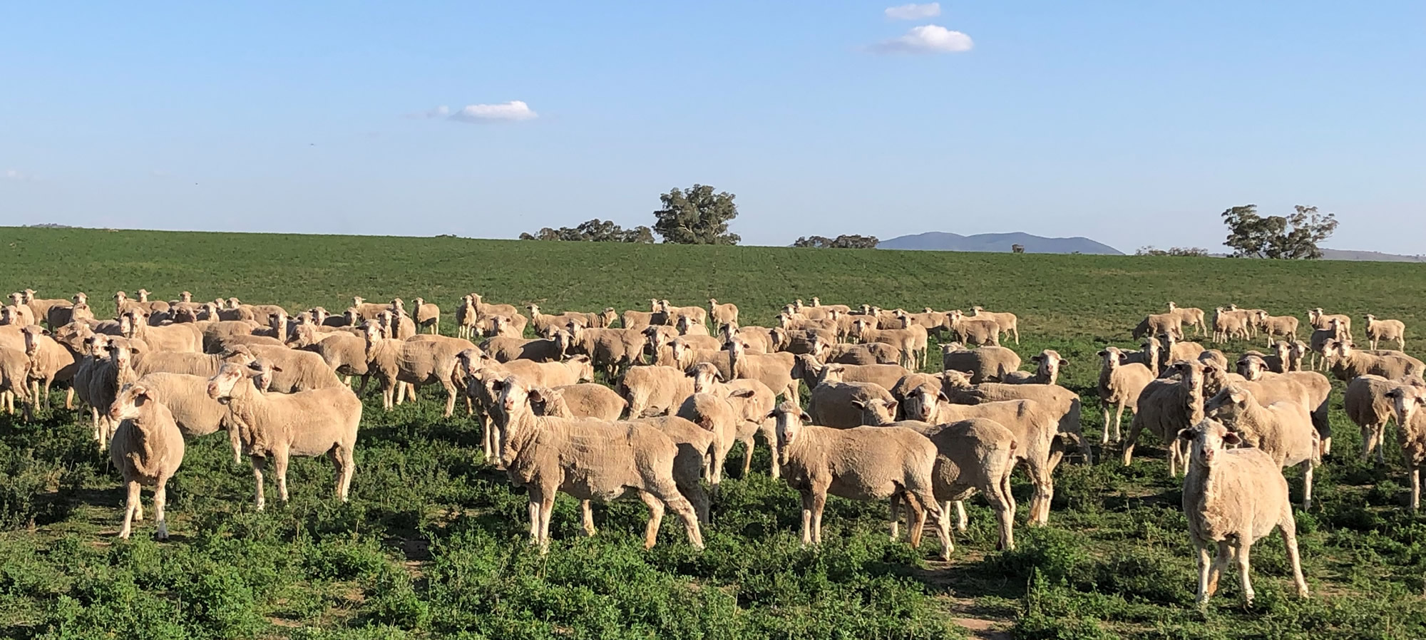 sheep-grazing.jpg