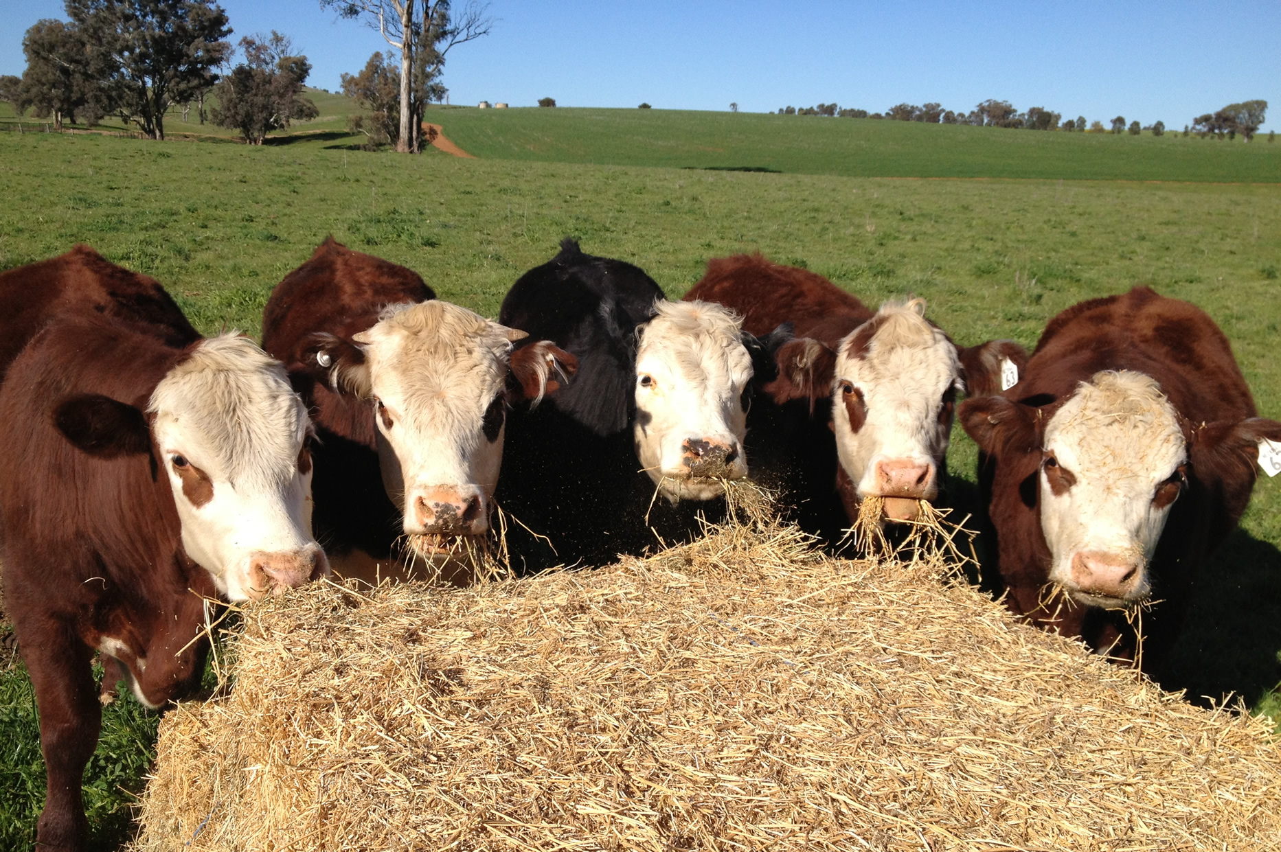 weaners-on-hay.jpg