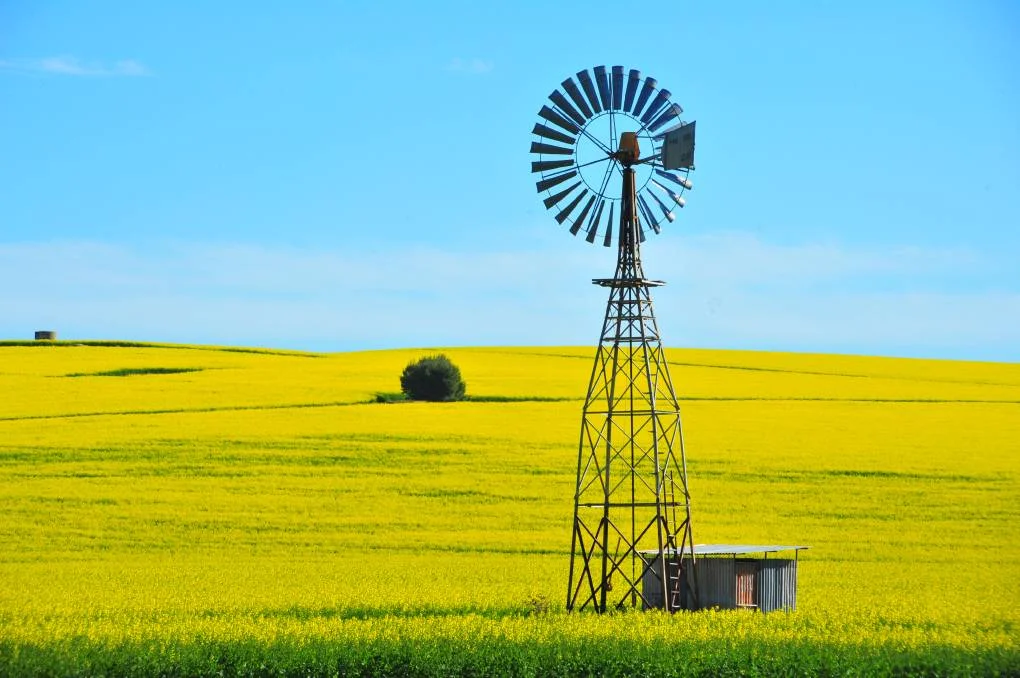 PIC - Canola 1.jpg