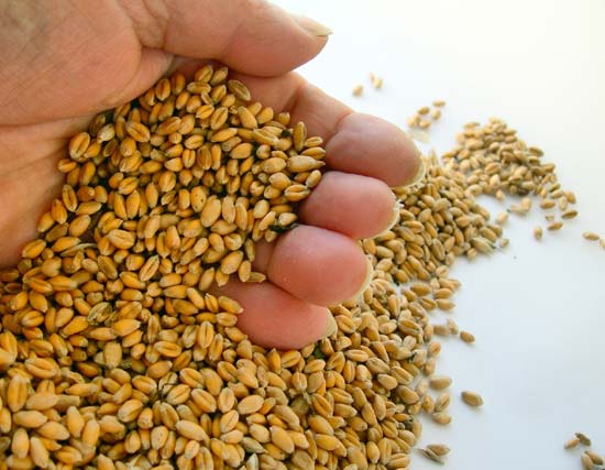 PIC - wheat-seed.jpg