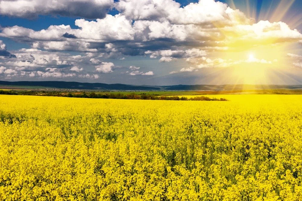 PIC - Canola 3.jpg