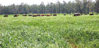 Winter Cleaning Pastures (2014)