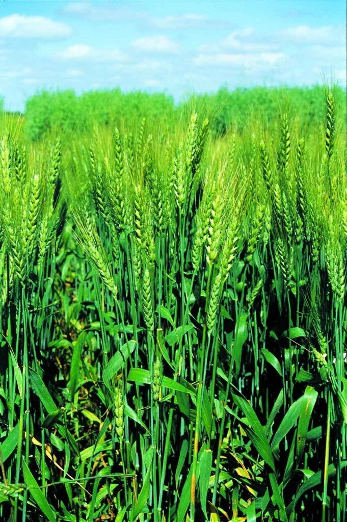 Nitrogen Management In 2020