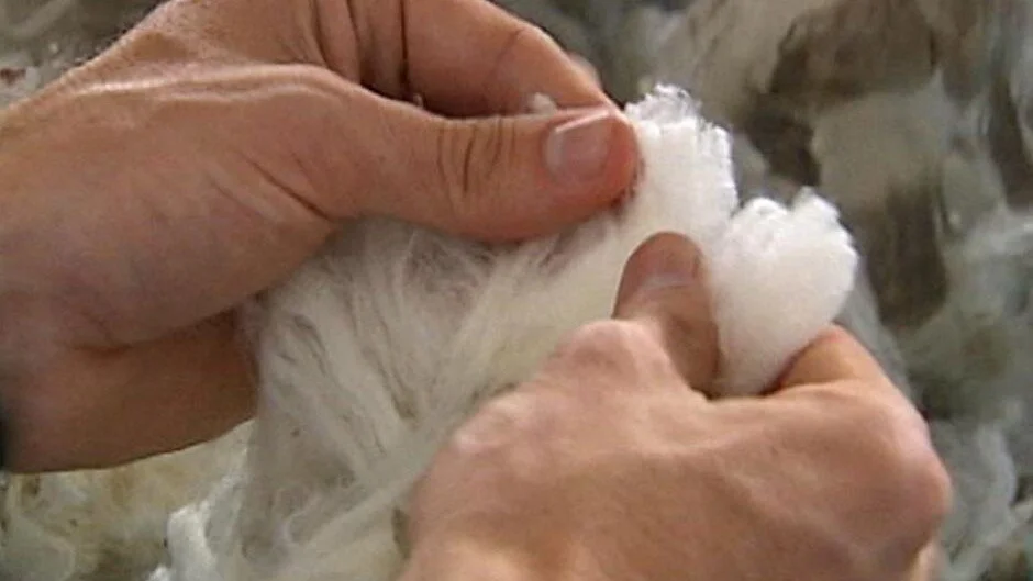 Wool Market Update (September 2020) — RMS Agricultural Consultants
