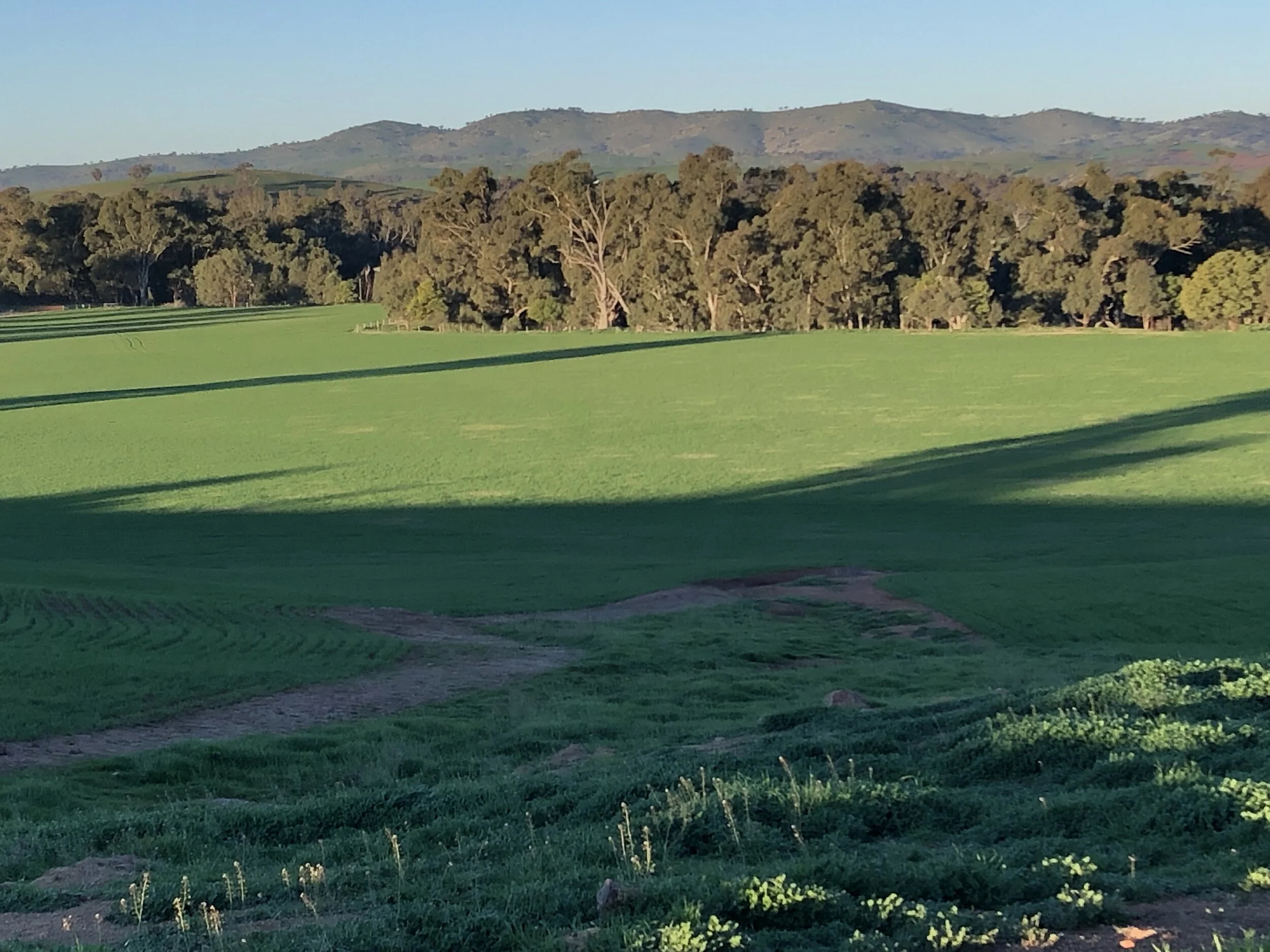 Crop Diseases to be Aware of for 2021 Planning