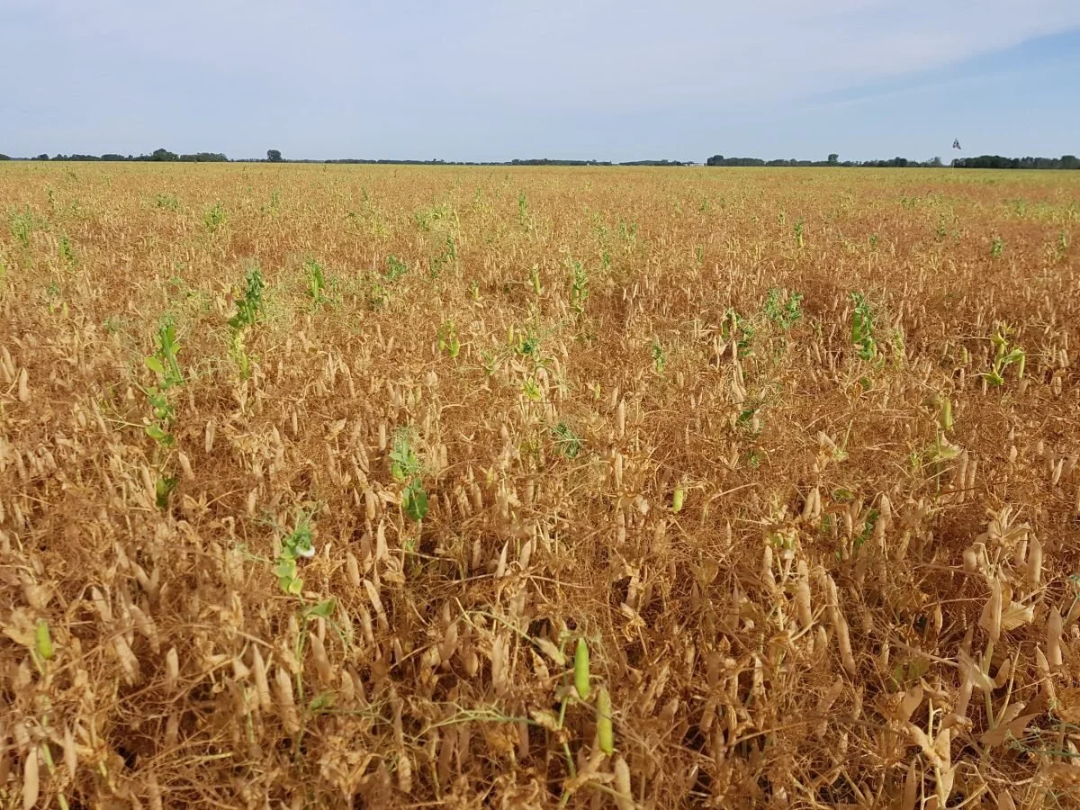 Late Season Salvage Spraying and Crop Desiccation