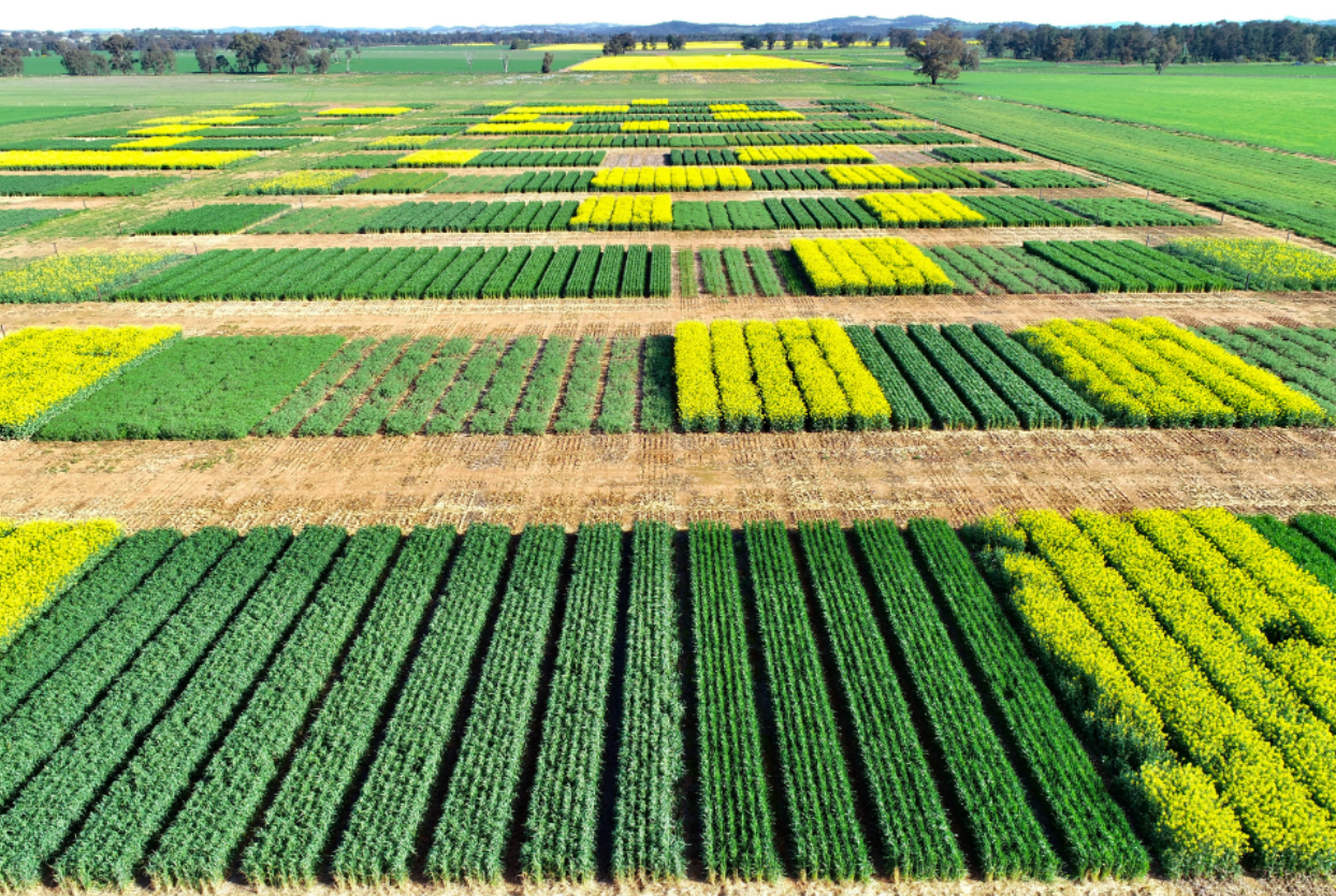 Reviewing the Economics of Southern NSW Farming Systems