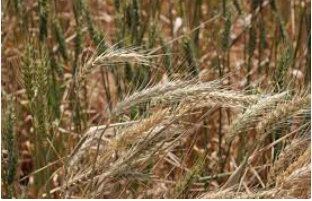 Predicting Cereal Disease Risks for 2023