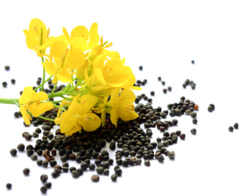 Cost of Production and Break Even Price Analysis