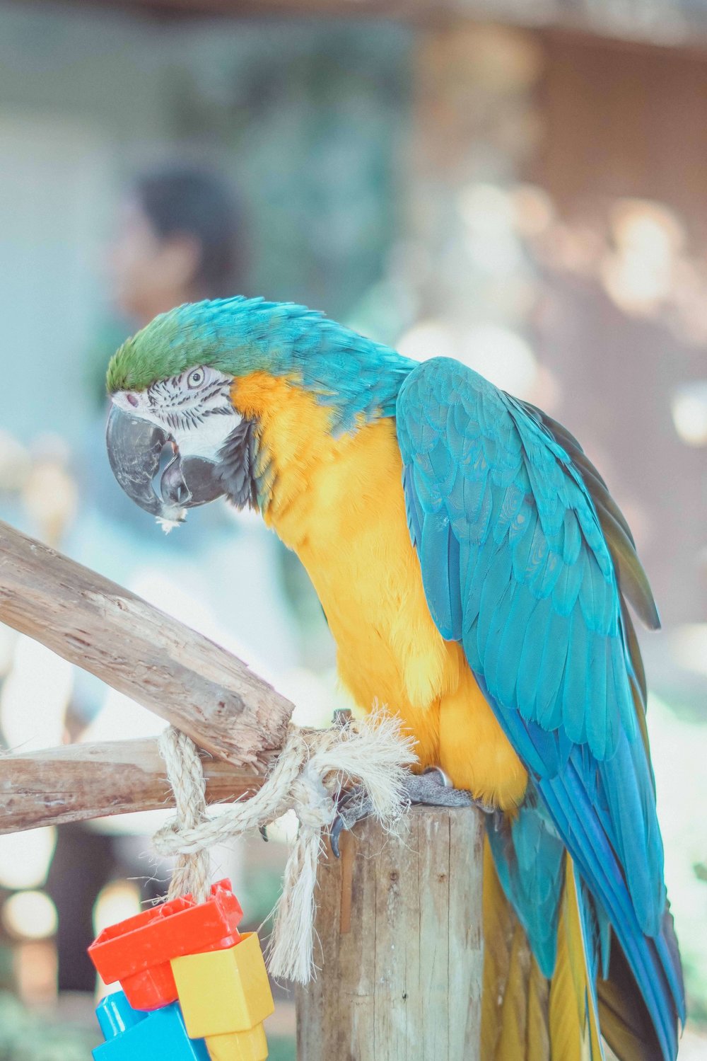 free stock photo example parrot.jpg