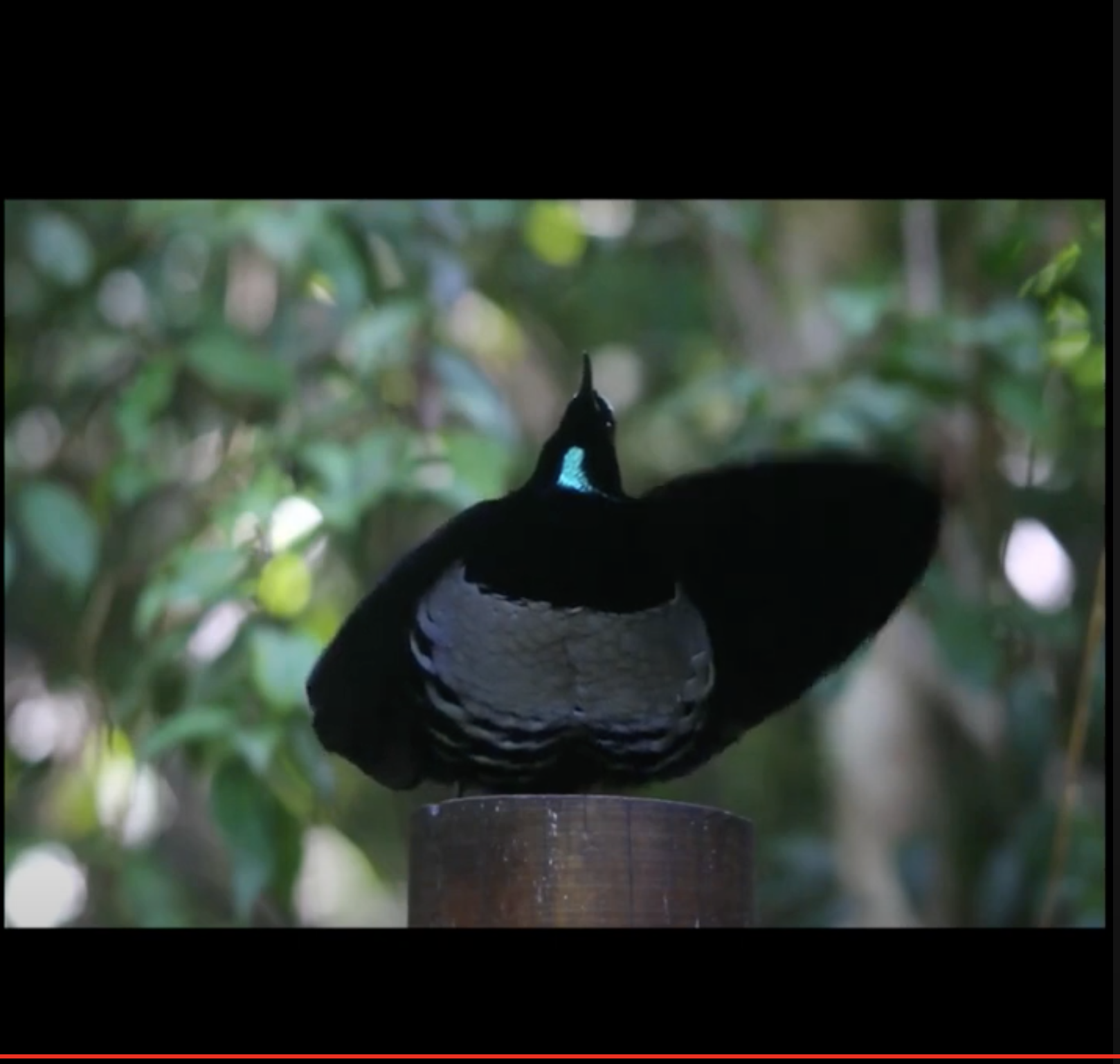 seb brun / ar ker / birds