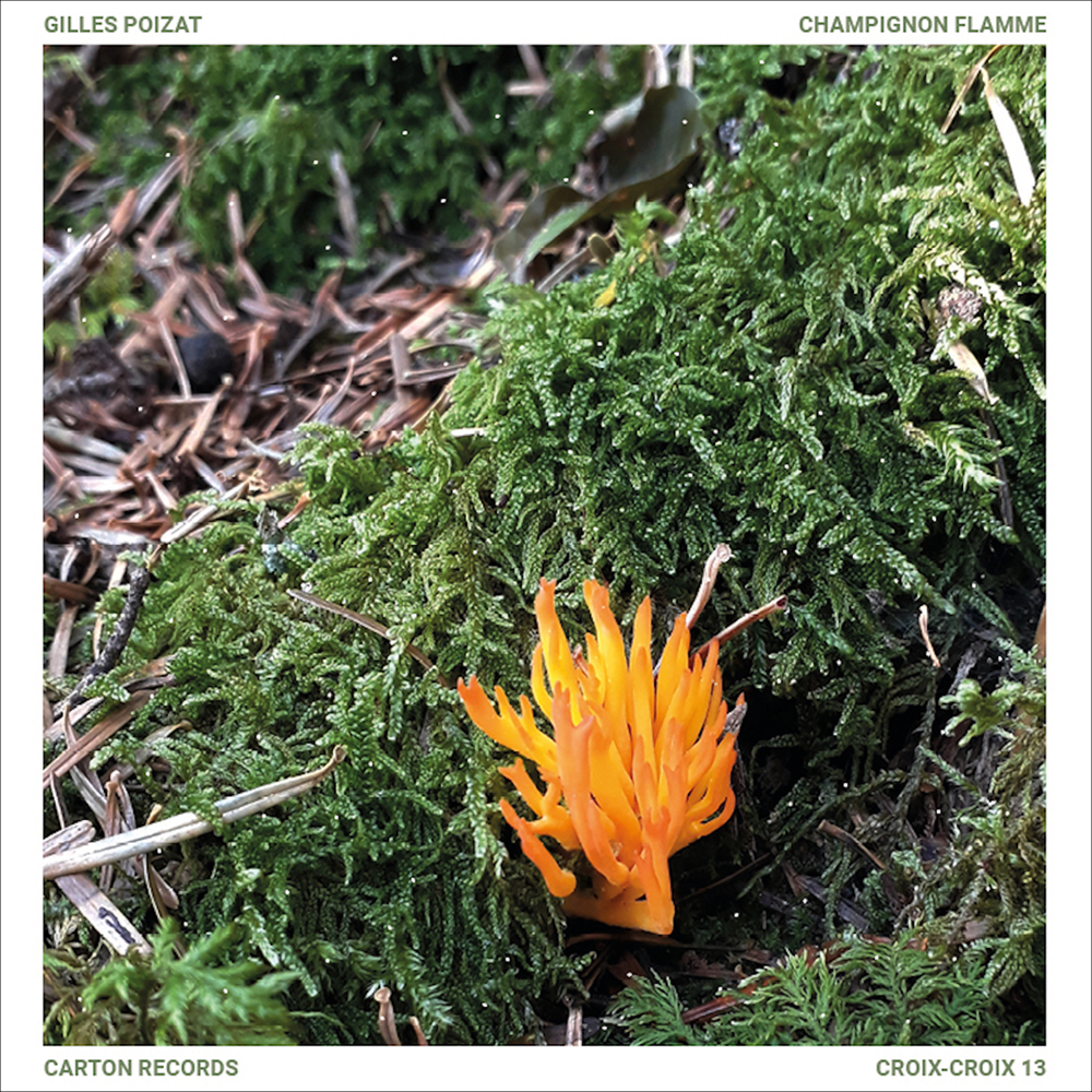 gilles poizat | champignon flamme