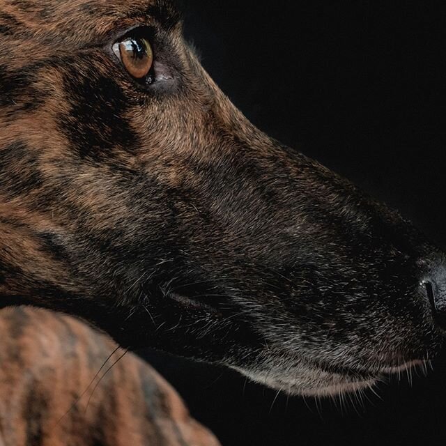 Esa mirada que enamora. .
. .
#galgoespa&ntilde;ol #amorgalgo #fotogalgo #fotografoperros 
@galgosdeleon